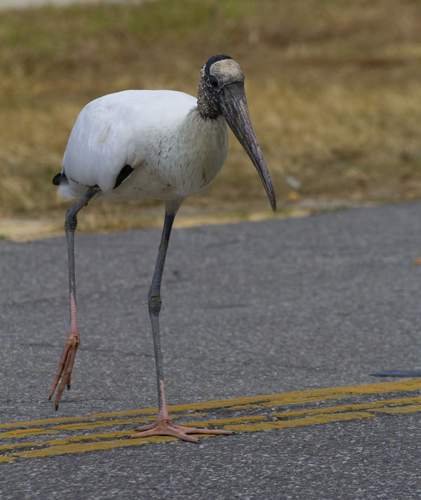 Why did the wood stork cross the road........