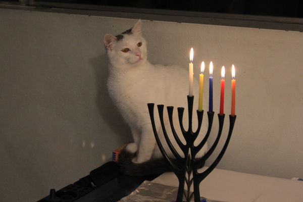 Ike, our Chanukah cat...