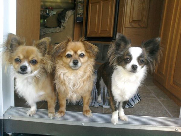 baby girl with her babies taz and chloe taz looks ...