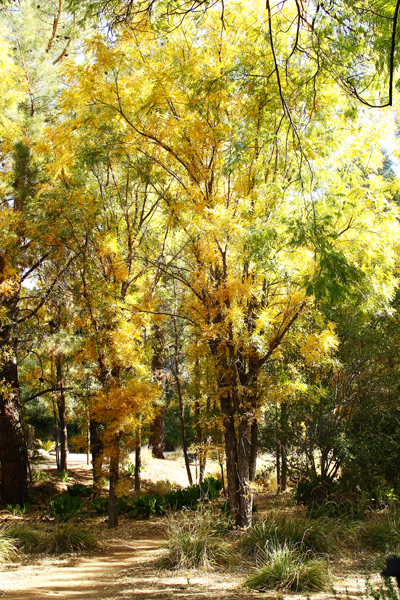 Soapberry Trees - Fall comes to the desert...
