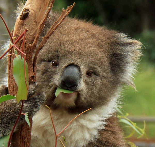 koala munching on his gum leaf...