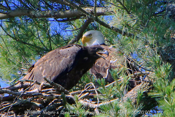 #12 - Still an eaglet in the nest with parent....