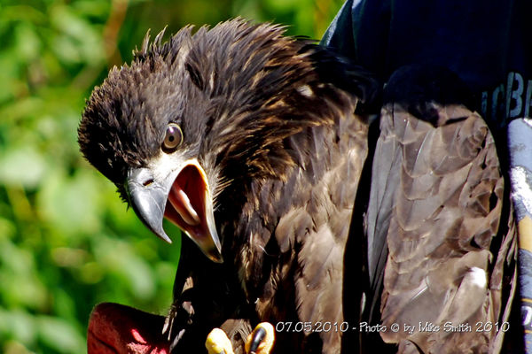 #20 - Eaglet was released a day after its sibling ...