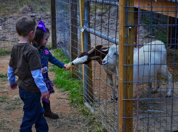 Amberly feeds the goats a cone filled with feed...