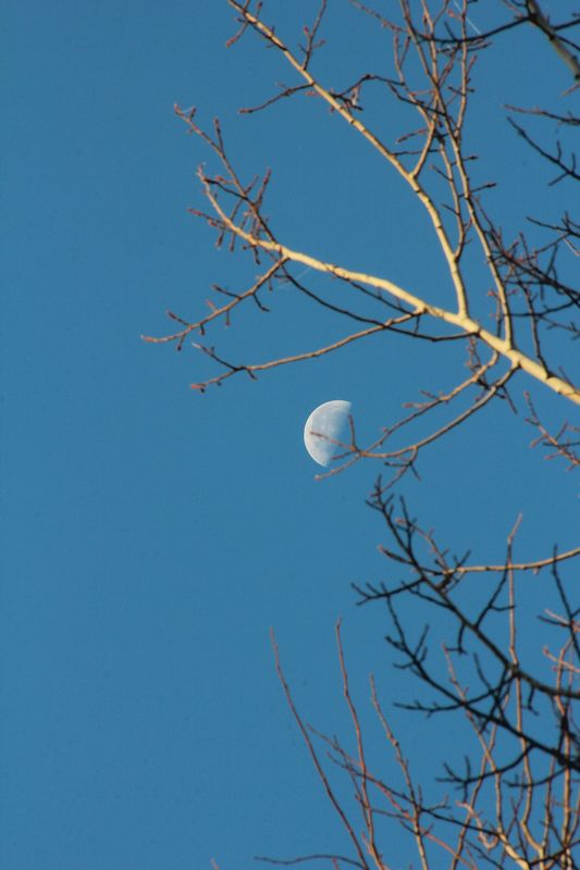 moon tree...