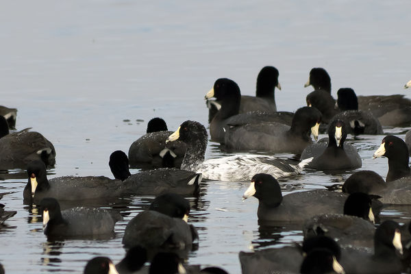 #1 American Coot with white feathers...