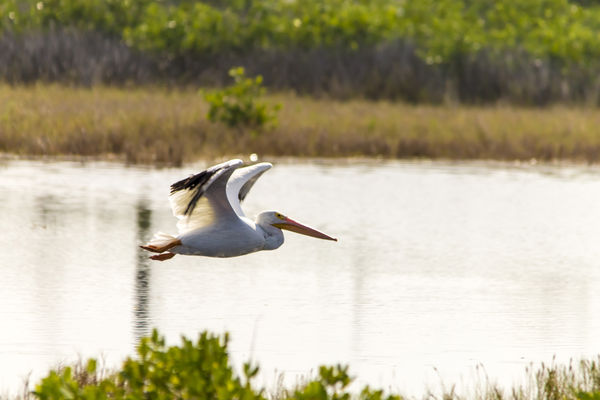 #5 White Pelican in flight...