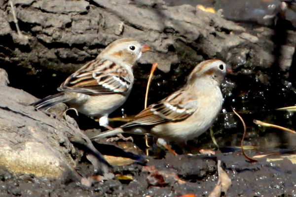 Pair of Field Sparrows...