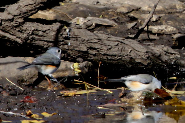Pair of Tufted Titmouse...
