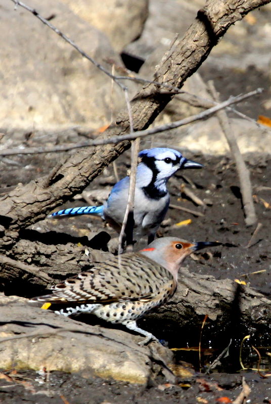 Blue Jay and Northern Flicker...