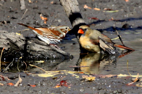 Fox Sparrow and Northern Cardinal...