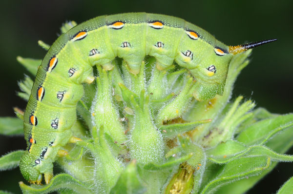 White-Line Sphinx Moth Caterpillar (Hales lineata)...