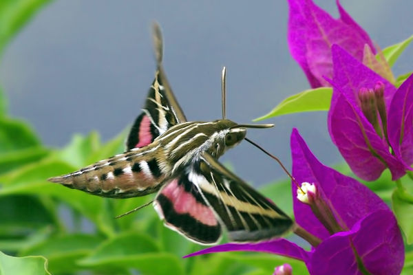 Hovering White-Lined Sphinx Moth...