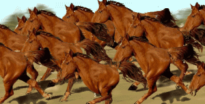 Herd of Quarter Horses...
