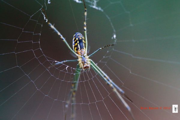 Garden Spider 1:1, f7.1, 1/100, ISO 6400...
