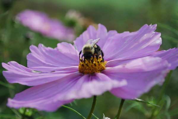Bee on a Cosmos flower...