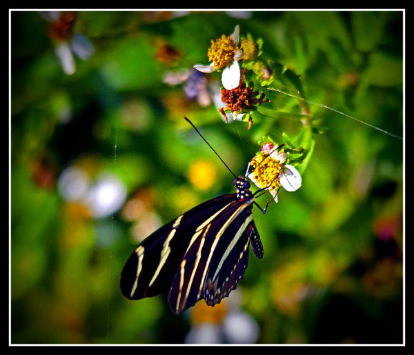 Zebra Butterfly...