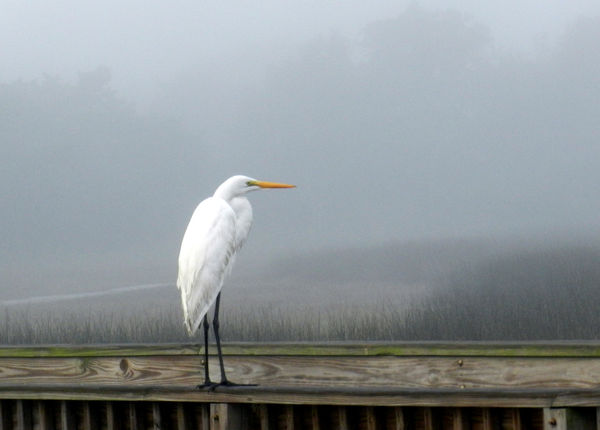 Great Egret keeping an eye on me!...