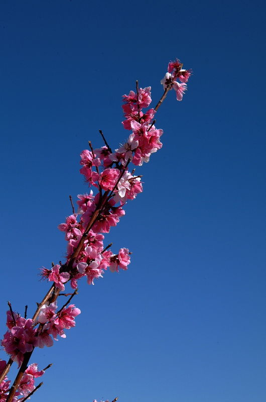 Nectarine blossoms...
