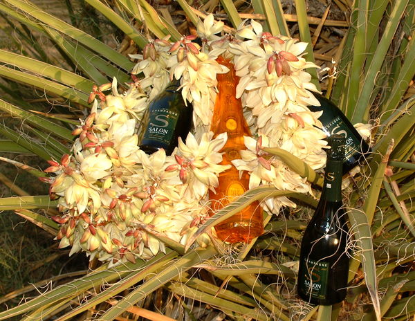 Yucca blossoms. and a little bubbly...