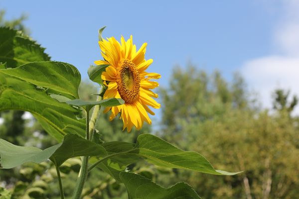 Sunflower....