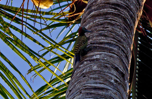 wood peckers in coconut trees...