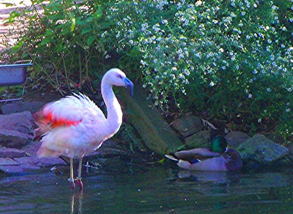 flamingo and mallards...