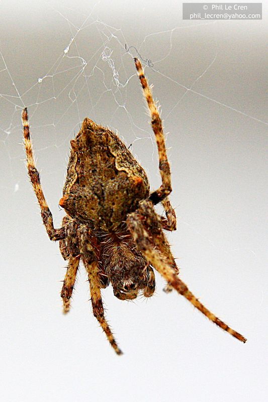 Spider - Backyard At Home, Christchurch, New Zeala...