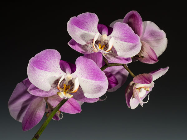 Phalaenopsis orchids...