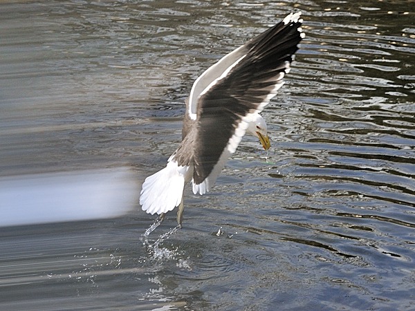 Swooping down, with speed filter....