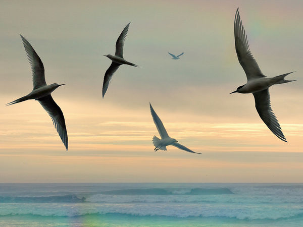 Seabirds through a diffraction grating...