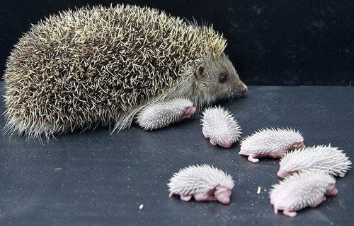 Hedgehog Babies...