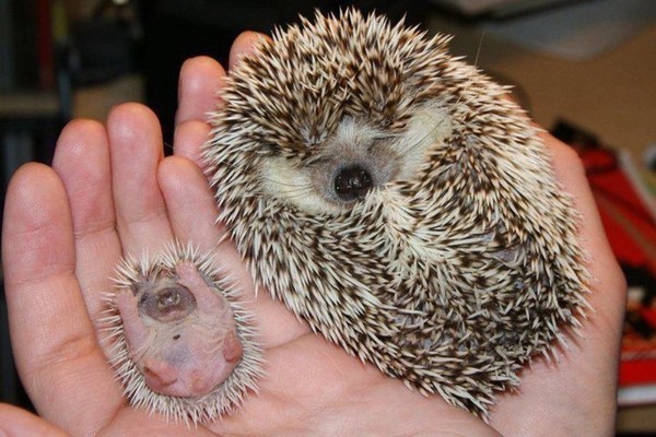 Hedgehog Baby...