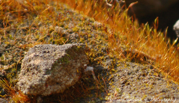 moss on a rock (macro/close-up)...