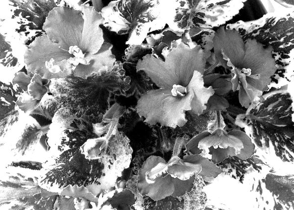 flowers in black and white...