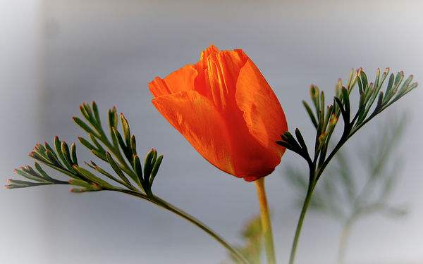 Flower - California Poppy...