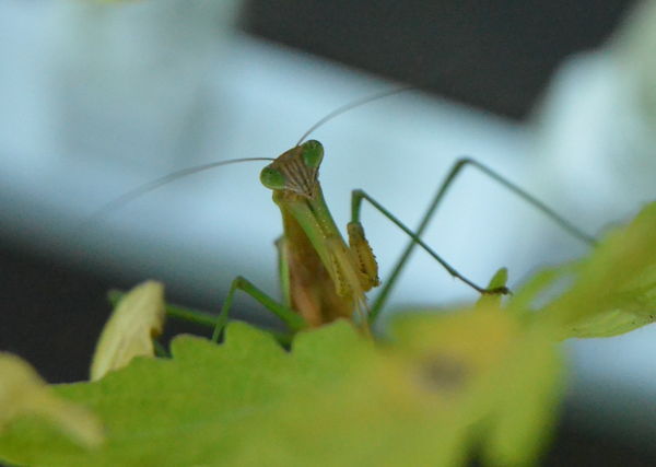 Macro praying mantis...