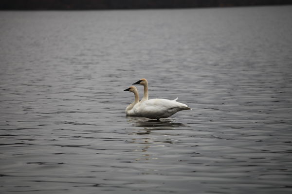 Mute Swans...