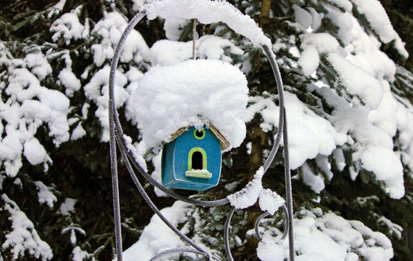 birdhouse for rent....low heat bills...