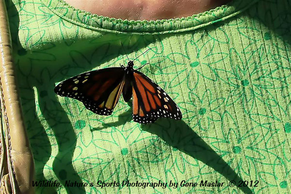 #4 - A Female Monarch laying an egg on my wife's s...