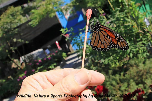 #5 - I feed a Monarch with home-made nectar....