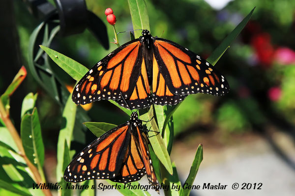 #12 - A pair of female Monarchs laying eggs on a M...