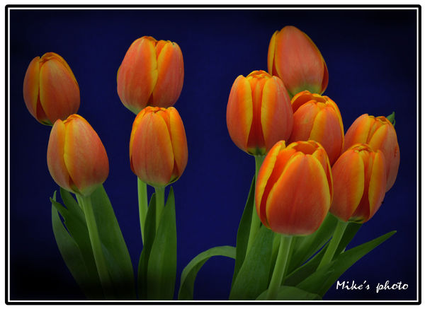 Tulips....