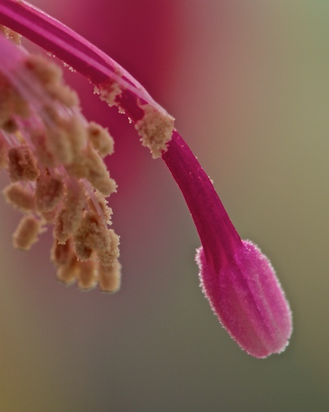 Cropped image of Pistil and Stamens...