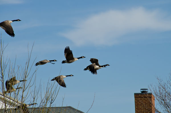 Geese off the Lake...
