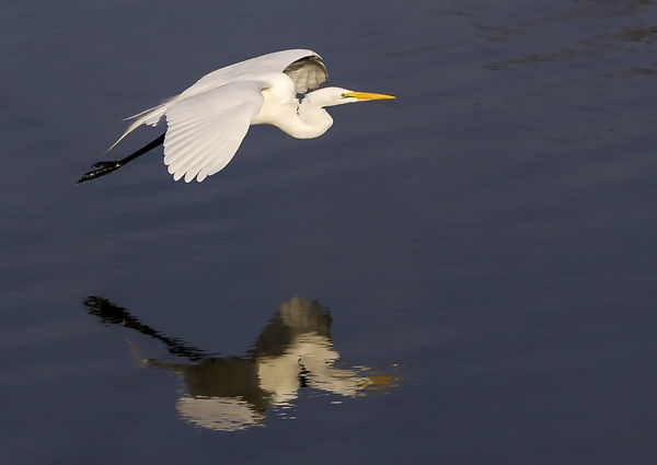 Egret on the move...