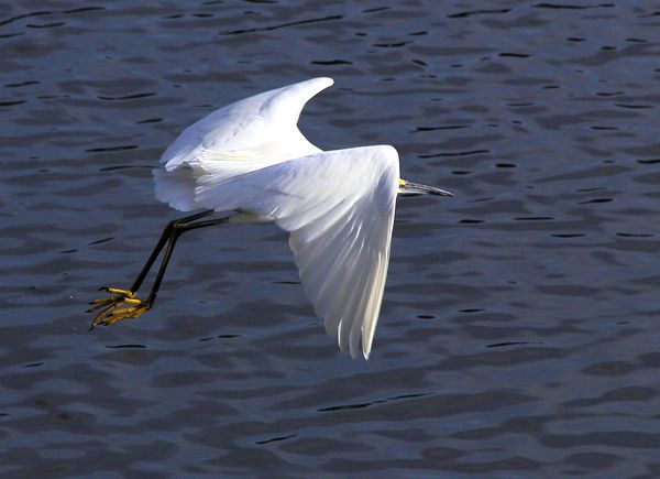 Snowy egret in flight...
