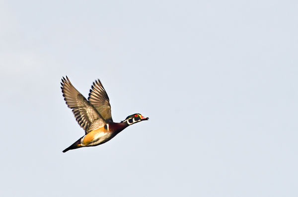 Didn't know this was a wood duck till editing......