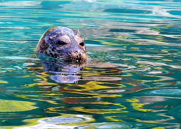 Seal Taken at The Scottish Wildlife Rescue Centre...