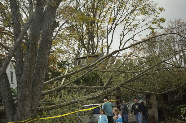 Tree took out 2 houses, but tree house made it thr...